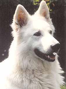 Condor1Jahr.jpg (15749 Byte)